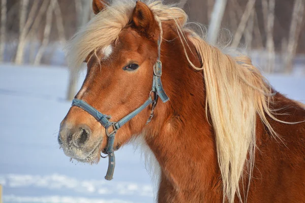 Close Portrait Horse — Stock Photo, Image