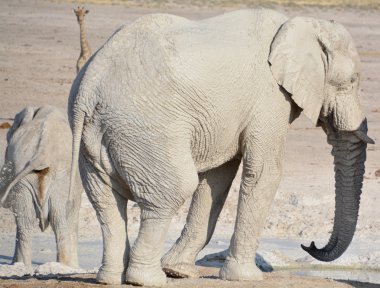 Beyaz çamurla kaplı bir filin görüntüsü (Etosha Ulusal Parkı) Namibya Afrika. Etosha fillerinin sayısı 2500 civarında ve bu sayı 50 'ye kadar çıkıyor.  