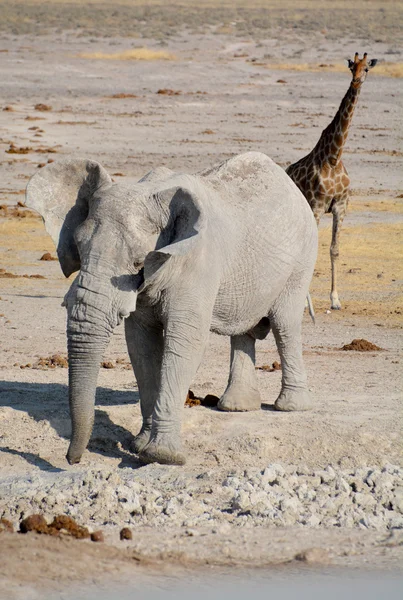 Vista Elefante Coberto Lama Branca Parque Nacional Etosha Namíbia África — Fotografia de Stock