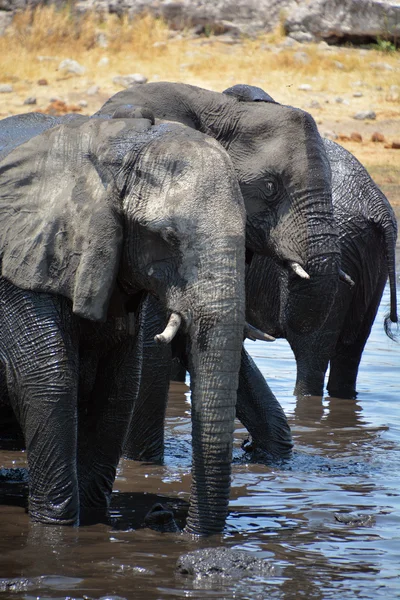 Kara Çamura Bulanmış Bir Fil Görüntüsü Etosha Ulusal Parkı Namibya — Stok fotoğraf