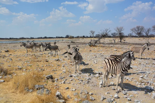 Zebrák Több Afrikai Lóféle Lócsalád Amelyeket Jellegzetes Fekete Fehér Csíkjaik — Stock Fotó