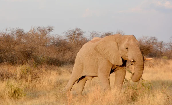 Elephants Large Mammals Family Elephantidae Order Proboscidea Etosha National Park — 스톡 사진