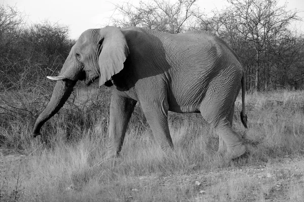 Éléphant Afrique Dans Parc — Photo