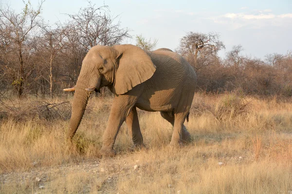 Слоны Являются Крупными Млекопитающими Семейства Elephantidae Порядка Proboscidea Национальный Парк — стоковое фото