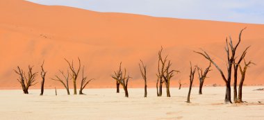 Deadvlei, Namibya 'daki Namib-Naukluft Parkı' nın içindeki Sossusvlei 'nin daha ünlü tuz tepsisi yakınlarında bulunan bir tavadır. Ayrıca Deadvlei ya da Dead Vlei olarak da bilinir, adı 