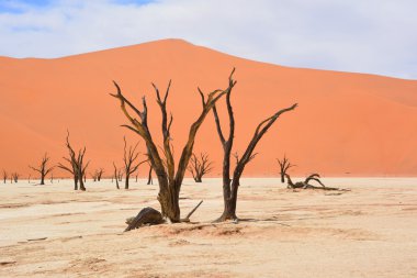 Deadvlei, Namibya 'daki Namib-Naukluft Parkı' nın içindeki Sossusvlei 'nin daha ünlü tuz tepsisi yakınlarında bulunan bir tavadır. Ayrıca Deadvlei ya da Dead Vlei olarak da bilinir, adı 