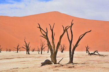 Deadvlei, Namibya 'daki Namib-Naukluft Parkı' nın içindeki Sossusvlei 'nin daha ünlü tuz tepsisi yakınlarında bulunan bir tavadır. Ayrıca Deadvlei ya da Dead Vlei olarak da bilinir, adı 
