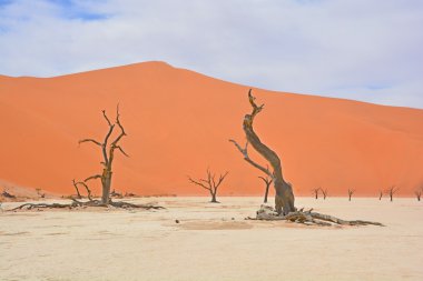 Deadvlei, Namibya 'daki Namib-Naukluft Parkı' nın içindeki Sossusvlei 'nin daha ünlü tuz tepsisi yakınlarında bulunan bir tavadır. Ayrıca Deadvlei ya da Dead Vlei olarak da bilinir, adı 