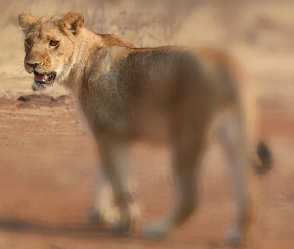 Lionne Dans Parc National Sauvage — Photo