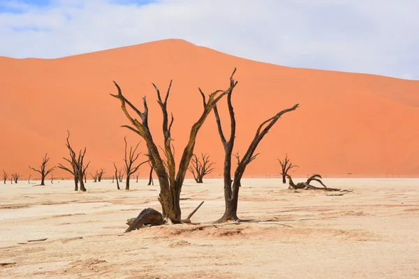 Deadvlei, Namibya 'daki Namib-Naukluft Parkı' nın içindeki Sossusvlei 'nin daha ünlü tuz tepsisi yakınlarında bulunan bir tavadır. Ayrıca Deadvlei ya da Dead Vlei olarak da bilinir, adı 