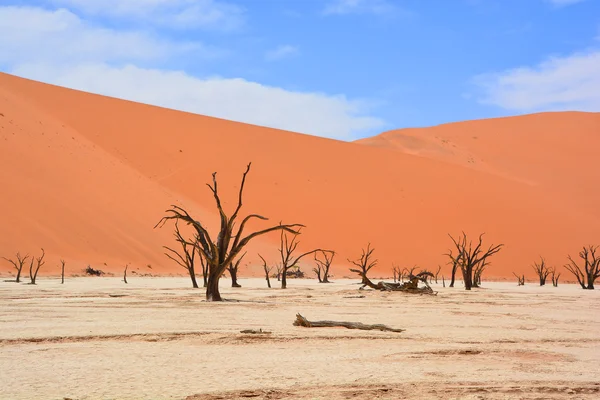 Deadvlei, Namibya 'daki Namib-Naukluft Parkı' nın içindeki Sossusvlei 'nin daha ünlü tuz tepsisi yakınlarında bulunan bir tavadır. Ayrıca Deadvlei ya da Dead Vlei olarak da bilinir, adı 