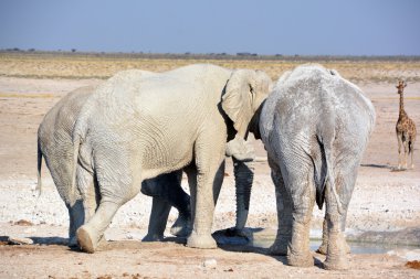 Beyaz çamura bulanmış bir fil görüntüsü (Etosha Ulusal Parkı) Namibya Afrika 