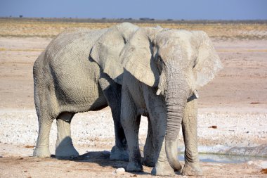 Beyaz çamura bulanmış bir fil görüntüsü (Etosha Ulusal Parkı) Namibya Afrika 