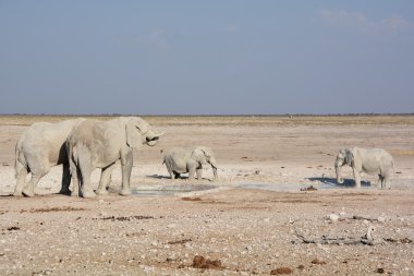 Beyaz çamura bulanmış bir fil görüntüsü (Etosha Ulusal Parkı) Namibya Afrika
