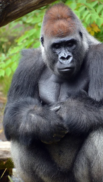 Gorillas Sind Die Größte Überlebende Primatenart Sind Bodenbewohnende Vorwiegend Pflanzenfressende — Stockfoto