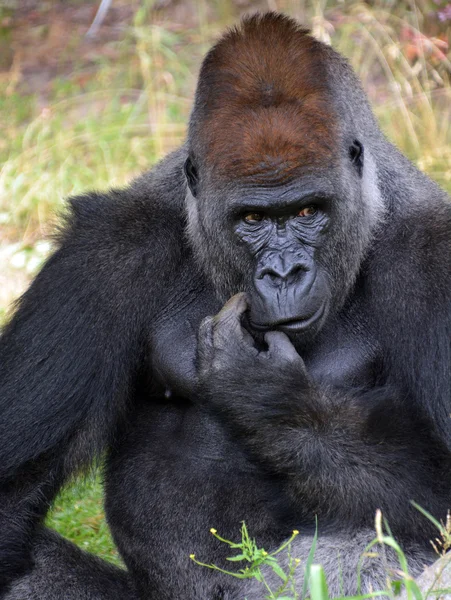 Gorillas Sind Die Größte Überlebende Primatenart Sind Bodenbewohnende Vorwiegend Pflanzenfressende — Stockfoto