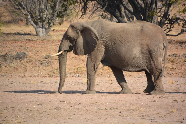 砂漠の象は特定の種の象ではなく ナミビアやサハラ砂漠に生息するアフリカのブッシュゾウ Loxodonta Africana — ストック写真