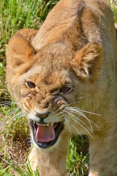 Lion Cub One Four Big Cats Genus Panthera Member Family — Stock Photo, Image