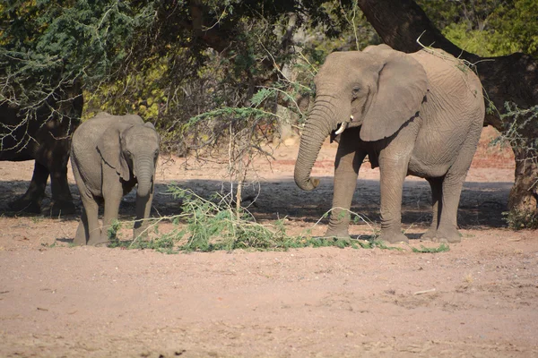 Les Éléphants Désert Sont Pas Une Espèce Distincte Éléphant Mais — Photo