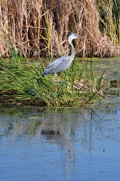 büyük mavi balıkçıl (ardea herodias) ortak açık su ve sulak alanlar üzerinde en Kuzey Amerika ve Orta Amerika kıyıları yakınında heron aile ardeidae içinde büyük bir yürüyen kuş,