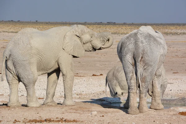 View of an elephant covered in white mud (Etosha National Park) Namibia Africa. Etoshas elephants number about 2500 and occur either in breeding herds numbering up to 50