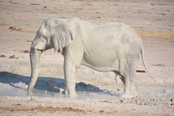 View of an elephant covered in white mud (Etosha National Park) Namibia Africa. Etoshas elephants number about 2500 and occur either in breeding herds numbering up to 50