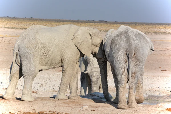 看到一头被白泥覆盖的大象 埃托沙国家公园 — 图库照片