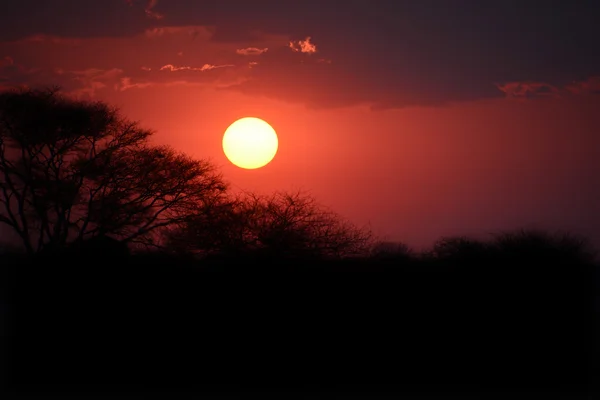 Puesta Sol Que Refleja Hermoso Paisaje Del Árbol —  Fotos de Stock