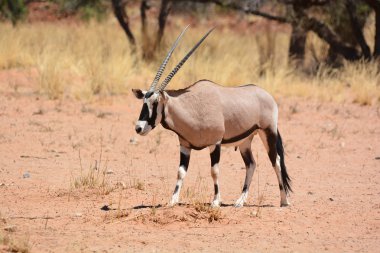 Savannah Milli Parkı 'nda İmpala.
