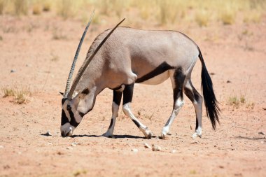 Namib-Naukluft Ulusal Parkı (İngilizce: Gemsbock veya Jemsbuck) Namib-Naukluft Ulusal Parkı, Namib Çölü 'nün bir parçasıdır.