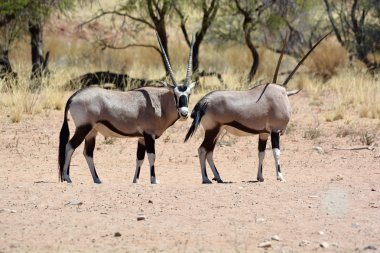 Namib-Naukluft Ulusal Parkı (İngilizce: Gemsbock veya Jemsbuck) Namib-Naukluft Ulusal Parkı, Namib Çölü 'nün bir parçasıdır.