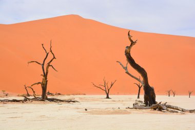 Deadvlei, Namibya 'daki Namib-Naukluft Parkı' nın içindeki Sossusvlei 'nin daha ünlü tuz tepsisi yakınlarında bulunan bir tavadır. Ayrıca Deadvlei ya da Dead Vlei olarak da bilinir, adı 