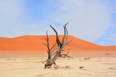Deadvlei, Namibya 'daki Namib-Naukluft Parkı' nın içindeki Sossusvlei 'nin daha ünlü tuz tepsisi yakınlarında bulunan bir tavadır. Ayrıca Deadvlei ya da Dead Vlei olarak da bilinir, adı 
