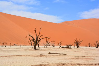 Deadvlei, Namibya 'daki Namib-Naukluft Parkı' nın içindeki Sossusvlei 'nin daha ünlü tuz tepsisi yakınlarında bulunan bir tavadır. Ayrıca Deadvlei ya da Dead Vlei olarak da bilinir, adı 