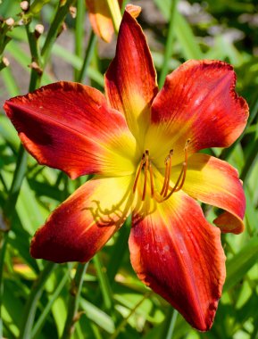 Zambaklar, dünyanın çoğunda kültür ve edebiyatta önemli olan çiçek açan bir bitki grubudur. Çoğu tür ılıman kuzey yarımküreye özgüdür., 