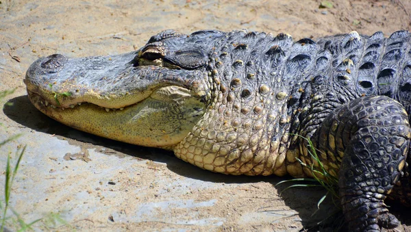 Crocodile Lying Ground Sunny Day — Stock Photo, Image