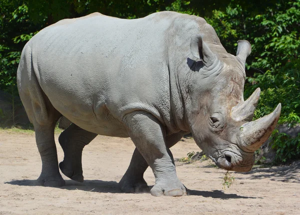 Носорог Известный Носорог Представляет Собой Группу Пяти Сохранившихся Видов Непарнокопытных — стоковое фото