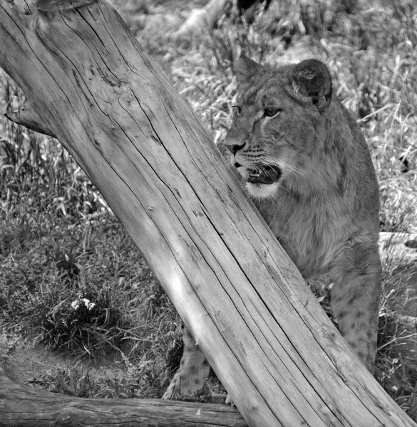 Lionne Dans Parc National Zoo — Photo