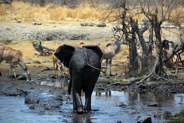 Vista Elefante Coberto Lama Negra Parque Nacional Etosha Namíbia África — Fotografia de Stock