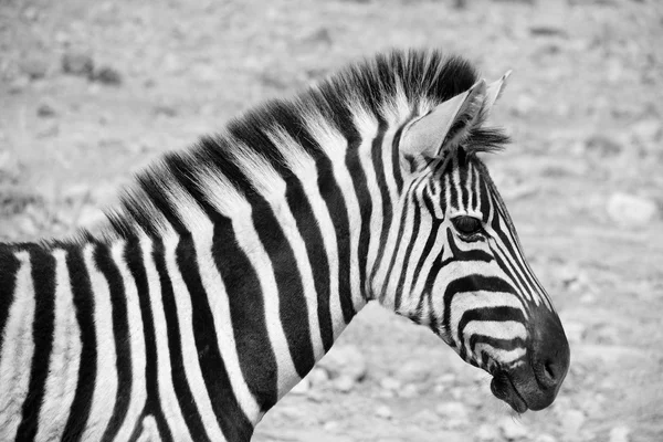 Las Cebras Son Varias Especies Equinos Africanos Familia Los Caballos —  Fotos de Stock