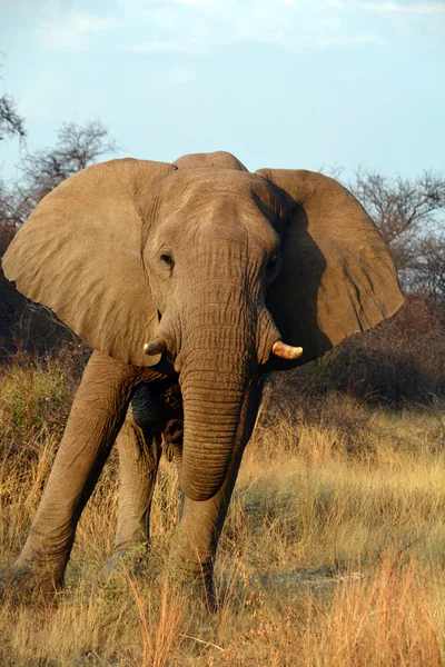 Elephants Large Mammals Family Elephantidae Order Proboscidea Etosha National Park — Stock Photo, Image