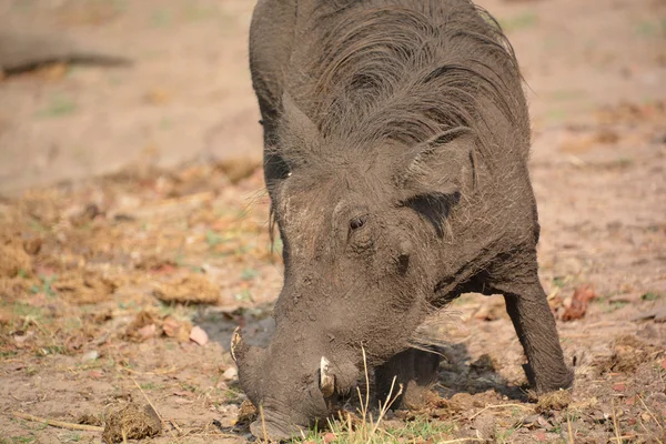 Warthog Common Warthog Phacochoerus Africanus Miembro Salvaje Familia Cerdos Que —  Fotos de Stock