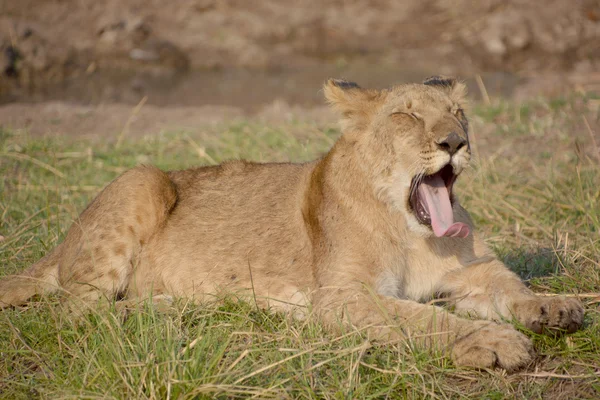 사자는 판테라 Panthera 고양이 하나이며 고양이 Felidae 일원이다 몸무게가 250 — 스톡 사진