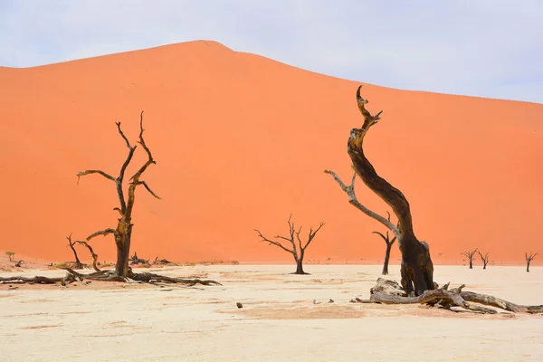 Deadvlei Een Witte Klei Pan Gelegen Buurt Van Beroemdere Zoutpan — Stockfoto