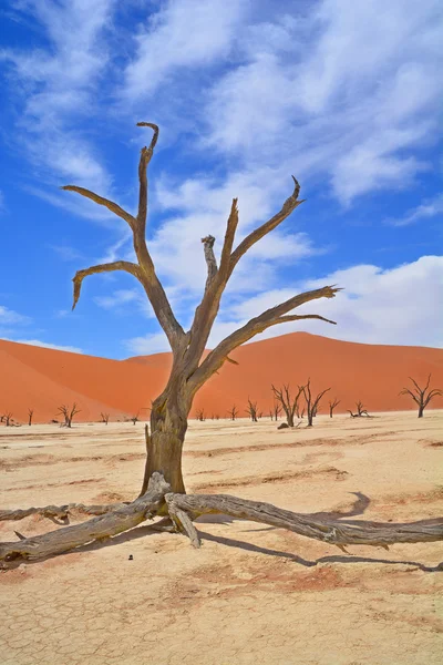 Deadvlei White Clay Pan Located More Famous Salt Pan Sossusvlei — 스톡 사진