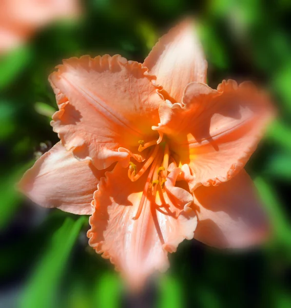 Flor Laranja Jardim — Fotografia de Stock