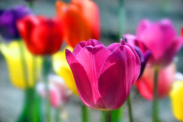 Tulips Field Perennial Bulbous Plant Showy Flowers Genus Tulipa Which — Stock Photo, Image