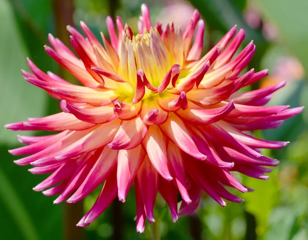 Dahlia Género Botânico Pertencente Família Asteraceae Espécies Relacionadas Incluem Girassol — Fotografia de Stock