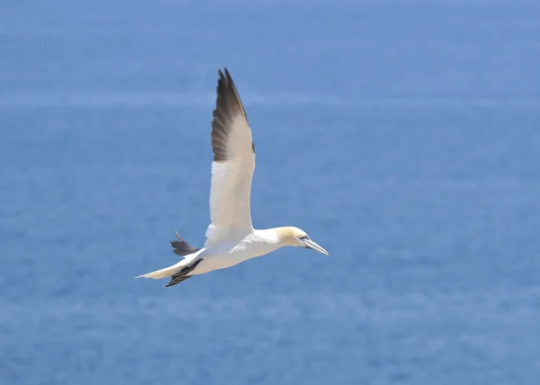 Fågeln Flyger Blå Himmel — Stockfoto