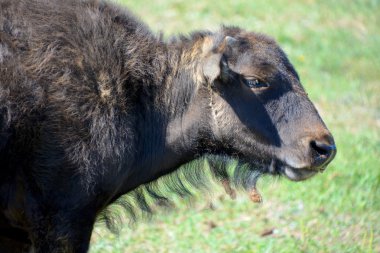 Amerikan bizonu ya da bizonu, bir zamanlar Kuzey Amerika 'nın otlaklarında geniş sürüler halinde yaşayan bir bizon türüdür.